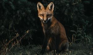An Introduction to The Cunning Fox
